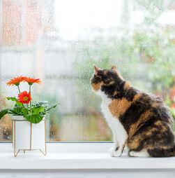Outono não tem que ser sinónimo de tédio! Ajude o seu gato a manter-se ativo dentro de casa