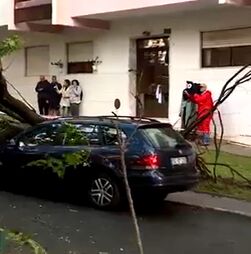 Carros danificados após queda de árvore em São Marcos, Sintra