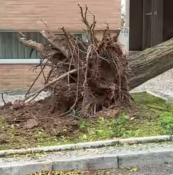 Árvore de grande porte atinge carro na Alta de Lisboa