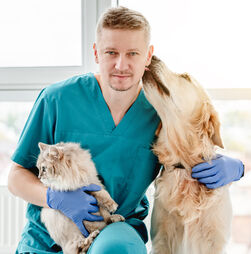 Veterinários pedem IVA a 6% e fim da “discriminação fiscal” entre animais de companhia e de produção