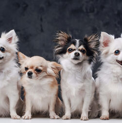 Cães pequenos, grandes desafios. 6 problemas de saúde a ter em conta nos patudos de porte pequeno