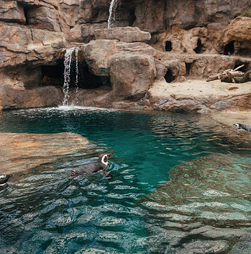 Os pinguins estão de volta ao Oceanário! Meses depois, vão conhecer a sua nova casa 