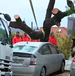 Árvore de grande porte cai e danifica carros na Ajuda