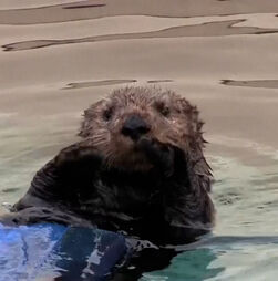 Crias de lontra-marinha reencontradas com a mãe na Califórnia após vários dias à procura