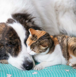 Estamos oficialmente na estação da sesta! O frio afeta o sono dos nossos patudos: saiba porquê