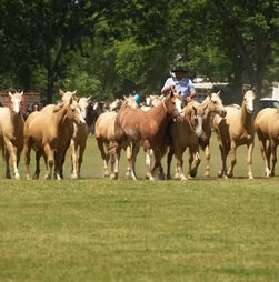 Cavalos e património são os protagonistas do Dia da Tradição da Argentina