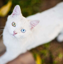 Raros, autênticos e cheios de personalidade: conheça as 5 raças de gatos mais raras do Mundo