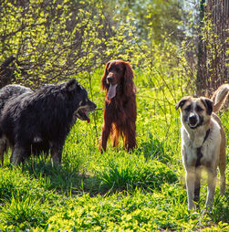 A ciência tem provas! Os cães foram nossos companheiros de estrada e de vida desde sempre