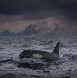 Emocionante! Foi captado o primeiro nascimento de uma Orca na Natureza