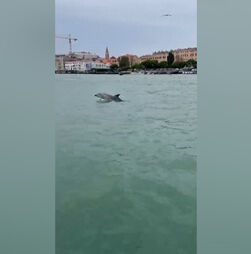 Golfinho surpreende turistas com acrobacias em Itália