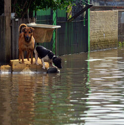Tempestades e cheias andam de mãos dadas. Siga estas dicas para proteger os seus animais