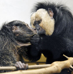 Primeiro beijo pode ter sido dado há mais de 400 milhões de anos, dizem cientistas