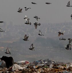 Foco de gripe das aves detetado em exploração de Torres Vedras