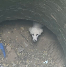 Cadela resgatada após cair em poço de 15 metros  