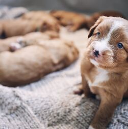 Um perfume a que ninguém resiste! Descubra porque o cheiro dos cachorrinhos é tão apelativo aos humanos