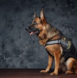 Projeto 'Adota Cães Heróis' ajuda PSP a encontrar famílias para cães-polícia reformados