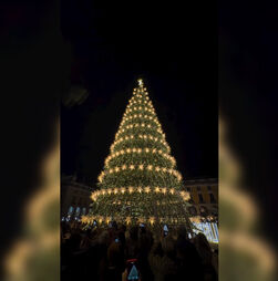 '3,2,1... é Natal em Lisboa!': Pinheiro já brilha na Praça do Comércio