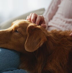O caso de Nuno Markl leva-nos a pensar: cães podem pressentir que o dono está a ter um AVC? Nós temos a resposta!