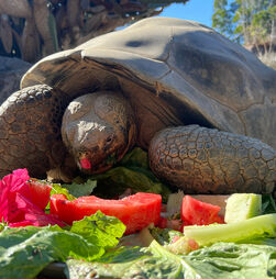 Tartaruga que viveu durante duas guerras mundiais morreu aos 141 anos