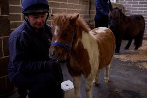 Pónei do tamanho de cão conquista visitantes em centro de resgate no Reino Unido