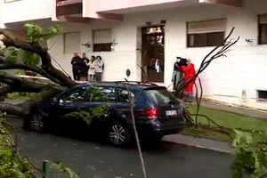 Carros danificados após queda de árvore em São Marcos, Sintra