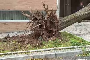Árvore de grande porte atinge carro na Alta de Lisboa