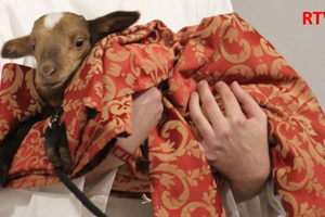 Padre de Torres Vedras foi surpreendido no aniversário... com uma ovelha