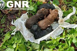 GNR desce a poço para resgatar cinco cães recém-nascidos maltratados por homem em Ponte de Lima  