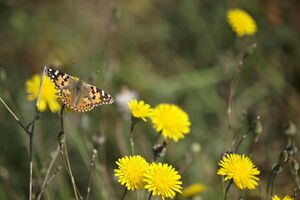 ONG alerta para extinção da borboleta-branca-da-Madeira e perda de espécies