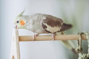 Caturra, um pet carismático e brincalhão, fácil de cuidar e popular em Portugal