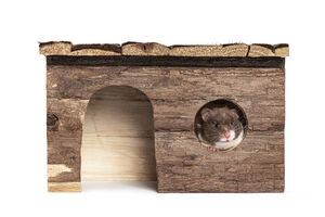 Hamster diverte-se na torre de madeira, brincando e fazendo exercício