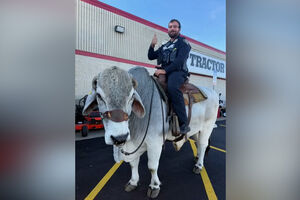 Chamada suspeita acaba com polícia montado num touro em parque de estacionamento nos EUA