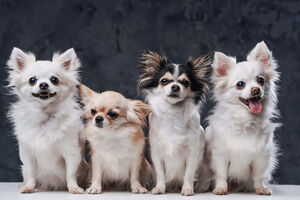 Cães pequenos, grandes desafios. 6 problemas de saúde a ter em conta