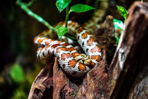 Mudança de pele: que cuidados deve ter com o seu réptil de estimação?