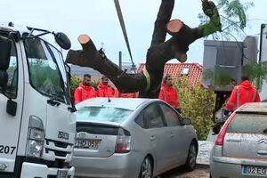 Árvore de grande porte cai e danifica carros na Ajuda