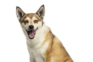 Do deserto ao gelo. Conheça as 5 raças de cães mais raras e surpreendentes do mundo