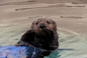 Crias de lontra-marinha reencontradas com a mãe na Califórnia após vários dias à procura 
