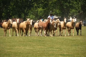 Cavalos e património são os protagonistas do Dia da Tradição da Argentina