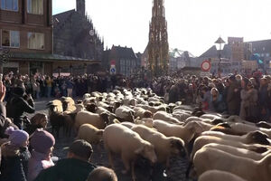 Ovelhas atravessam cidade alemã de Nuremberga a caminho das pastagens de inverno 
