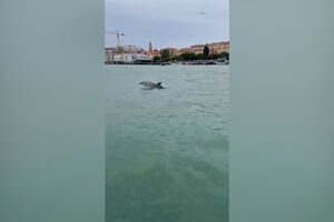 Golfinho surpreende turistas com acrobacias em Itália