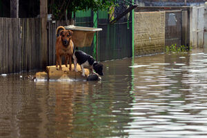 Tempestades e cheias andam de mãos dadas. Siga estas dicas para proteger os seus animais