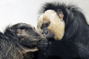 Cientistas revelam: beijo surgiu há milhões de anos no reino animal