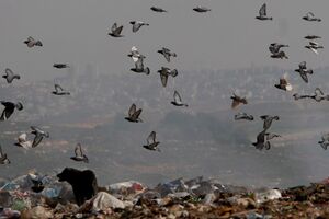 Gripe das aves detetada em Torres Vedras obriga a medidas de controlo e vigilância
