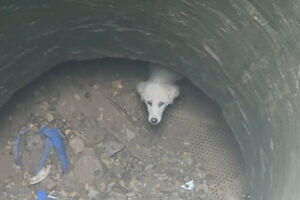 Cadela resgatada após cair em poço de 15 metros  
