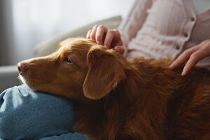 Cão recebe carinho enquanto se investiga se também sofrem de AVC