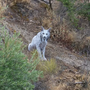 Lince-ibérico branco foi fotografado em Espanha e a imagem tornou-se viral por todo o mundo
