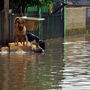 Tempestades e cheias andam de mãos dadas. Siga estas dicas para proteger os seus animais