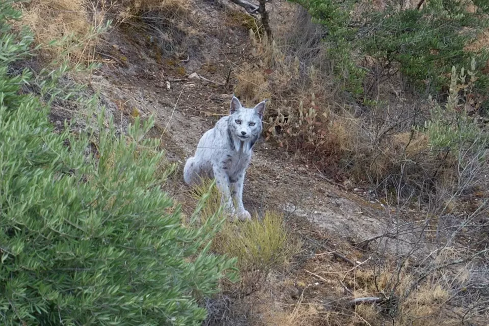  Um momento raro! Um Lince-ibérico branco foi fotografado em Espanha