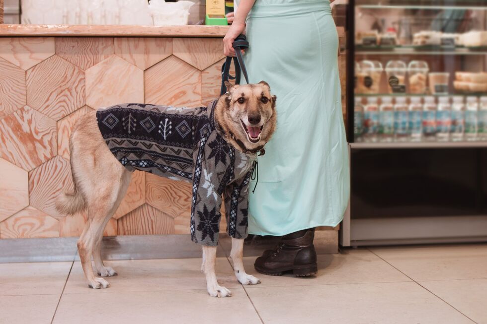 Animais ou modelos? Descubra 5 marcas de moda que vão deixar o seu cão cheio de estilo