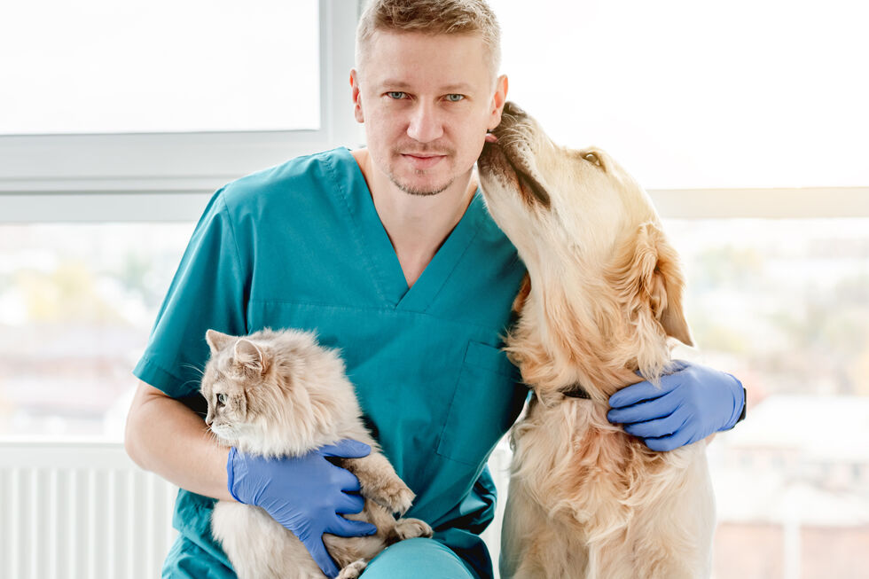 Fim das diferenças! Ordem dos Veterinários pede IVA a 6% para animais de companhia e de produção